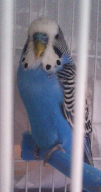 cocoproblema?